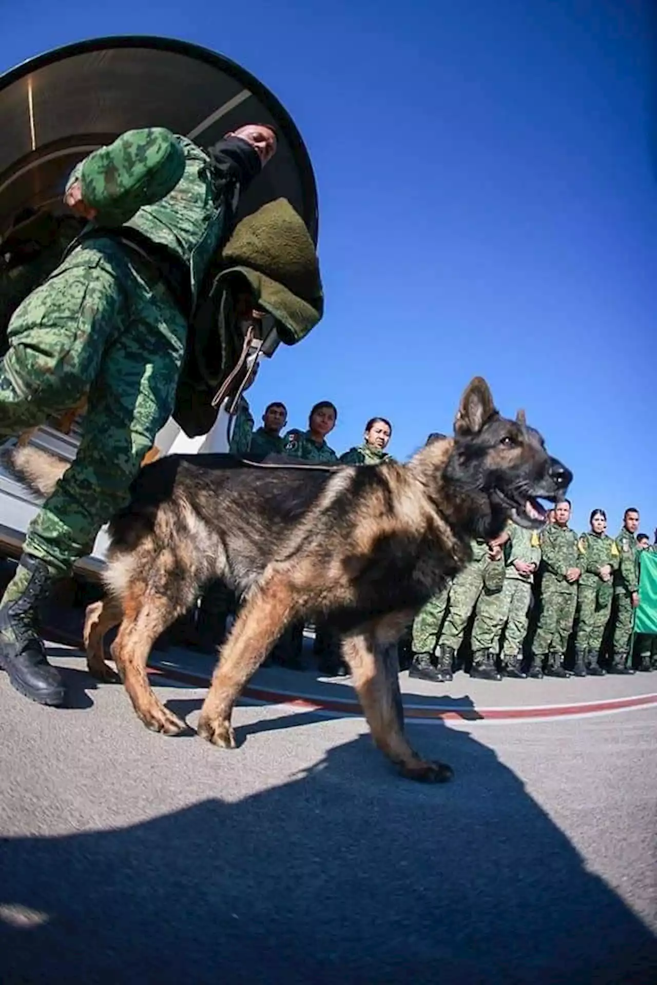 Muere perro rescatista del Ejército mexicano en Turquía, se llamaba Proteo