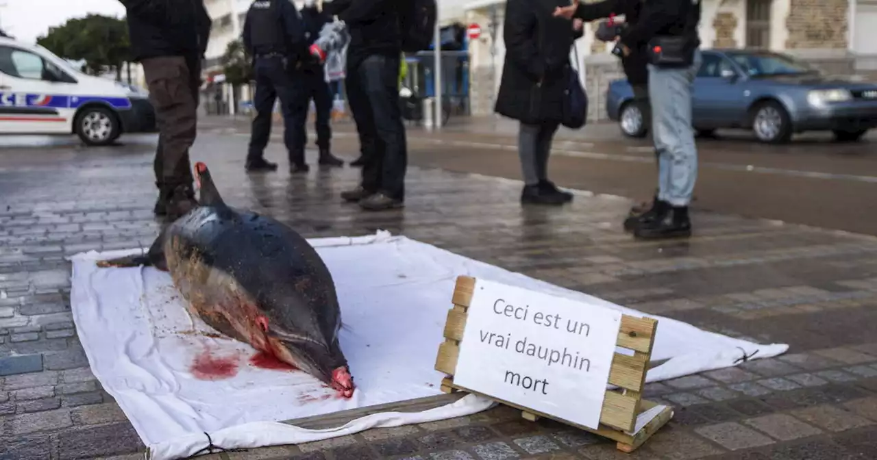 Dauphins échoués dans le golfe de Gascogne : les autorités naviguent à vue