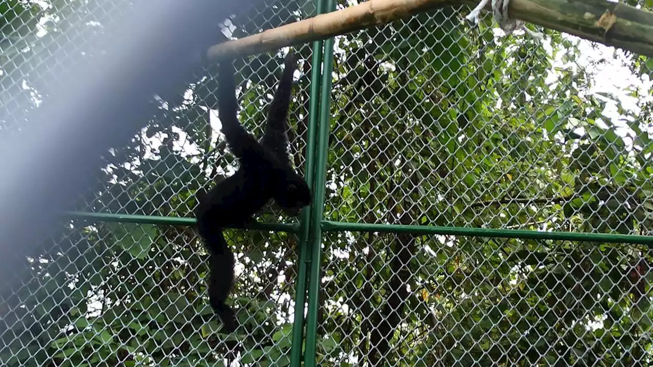 Akhir Teka-teki Siamang Hamil walau Tinggal Sendirian di Kandang Kebun Binatang Jepang