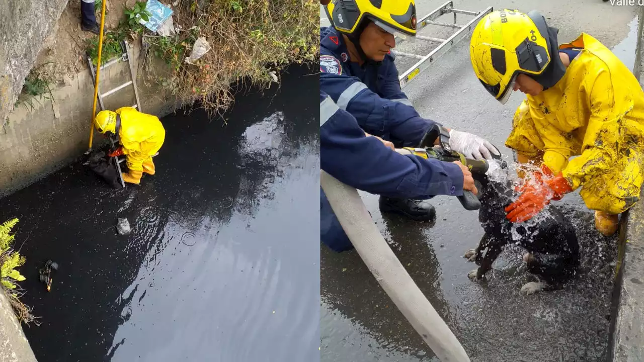 Bomberos de Cali rescataron a un perrito que se encontraba en medio de aguas residuales