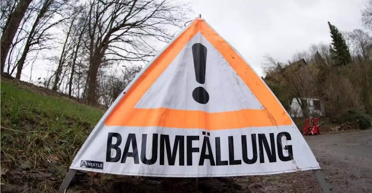 Baumfällarbeiten: B20 bei Cham ist ab Montag halbseitig gesperrt