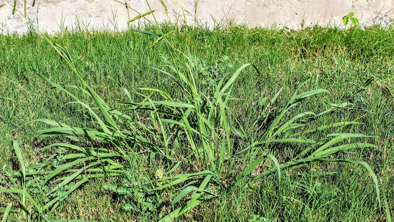 Beware of Crabgrass: It's Taking Hold Across North Texas