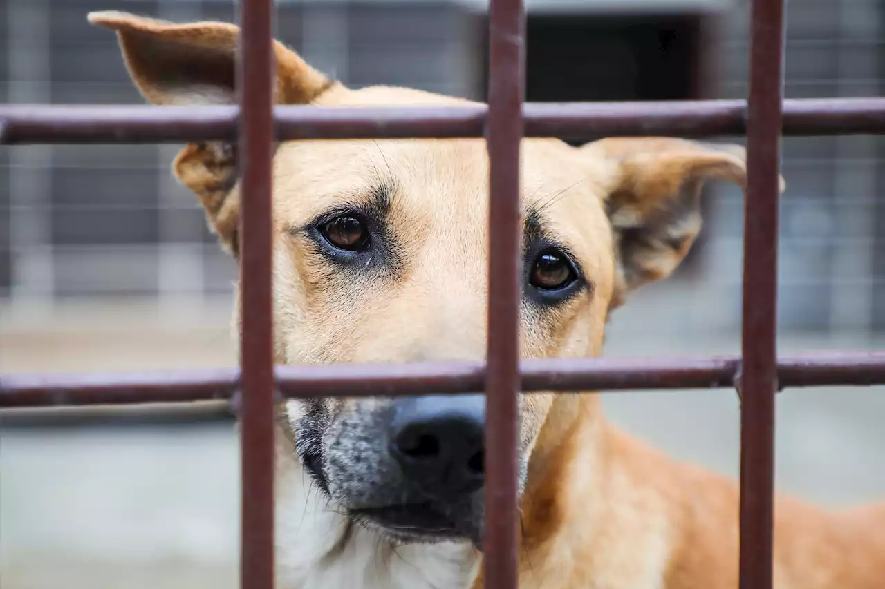 Carrollton Shelter Holding Pet Adoption Special for Valentine's Day