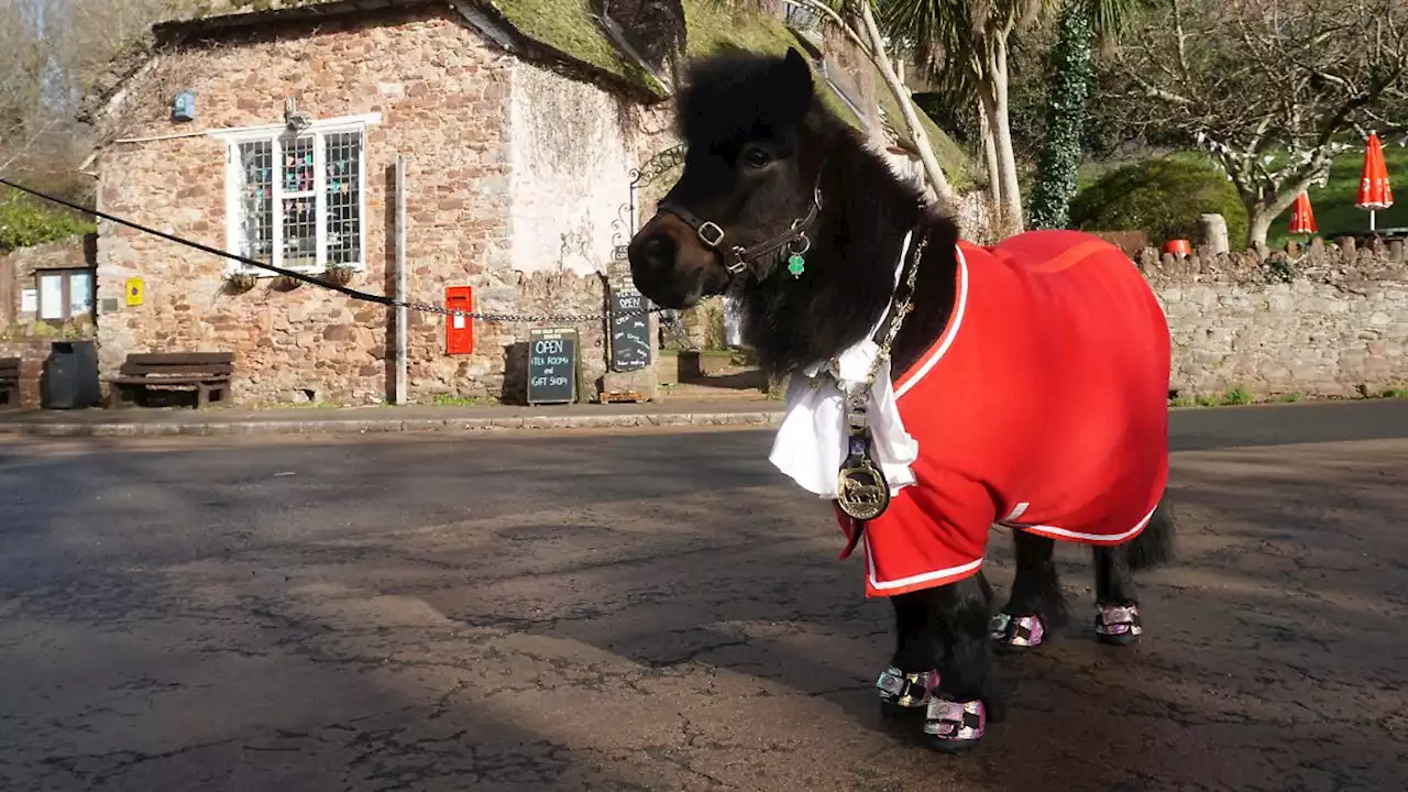 Wie ein Pony ein englisches Dorf regiert