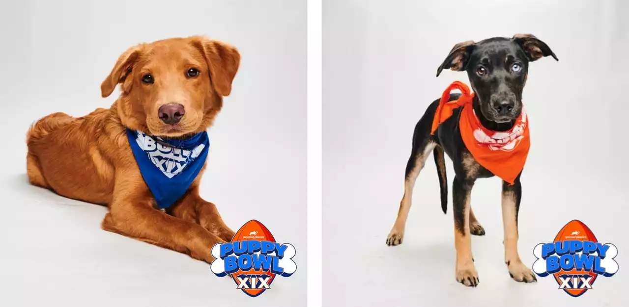 How to watch Puppy Bowl XIX today (2/12/23): FREE live stream, time, channel