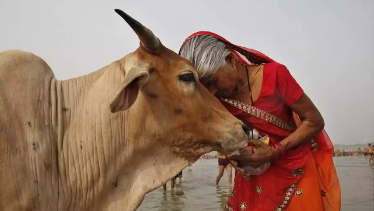 India, il governo tenta di sostituire San Valentino con la Giornata dell'abbraccio alla mucca