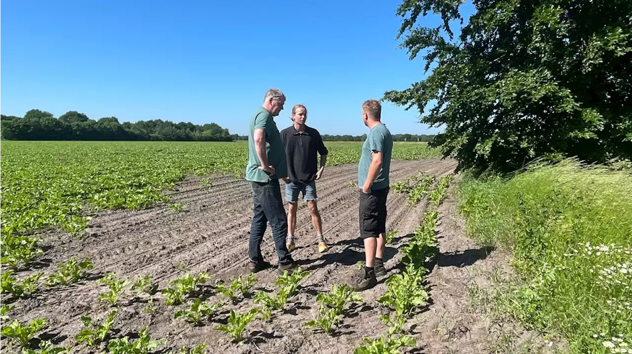 Loon boos over verhuizing van roekennesten: 'Boeren zijn het bokje'