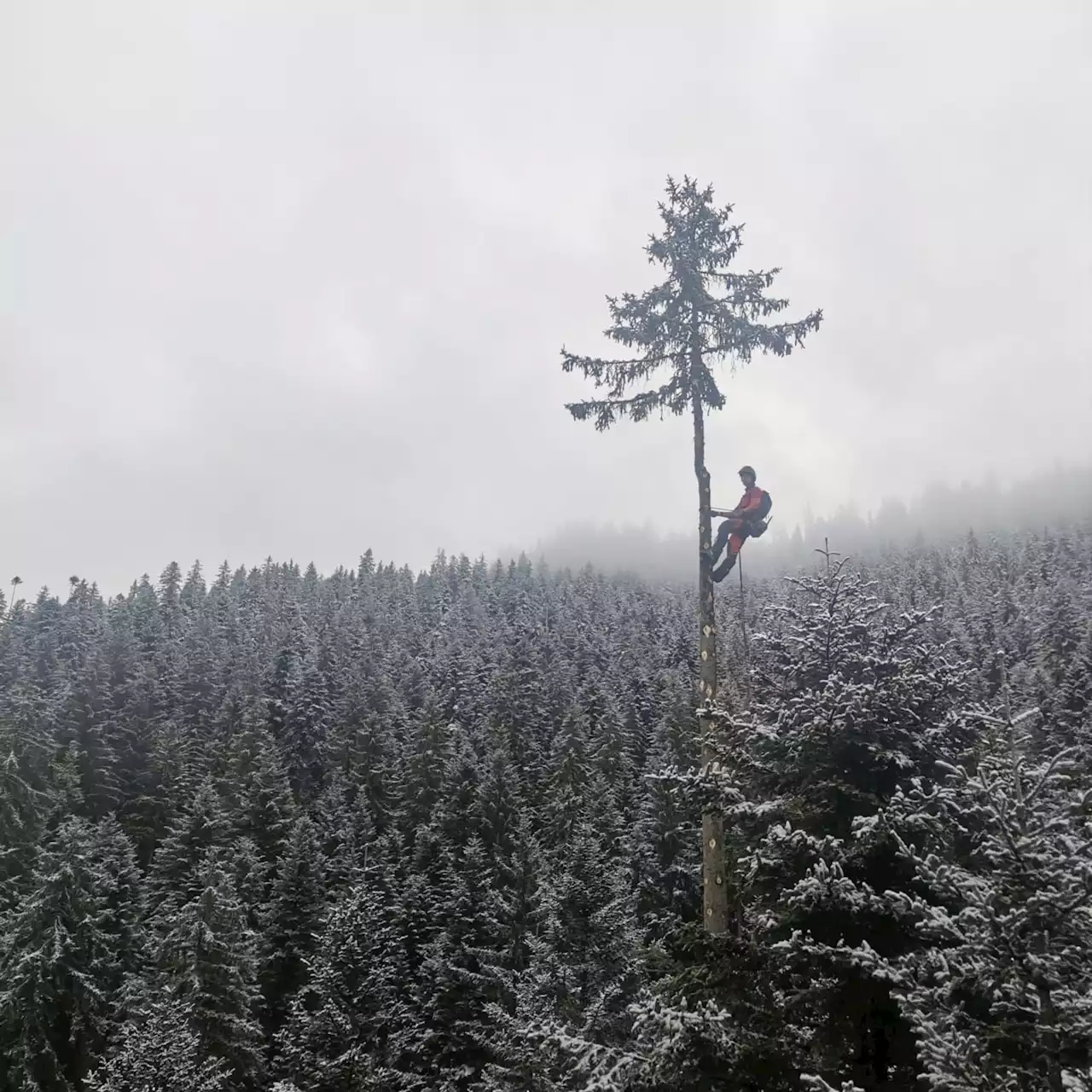 Holzen hoch über den Baumwipfeln - Schweizer Bauer