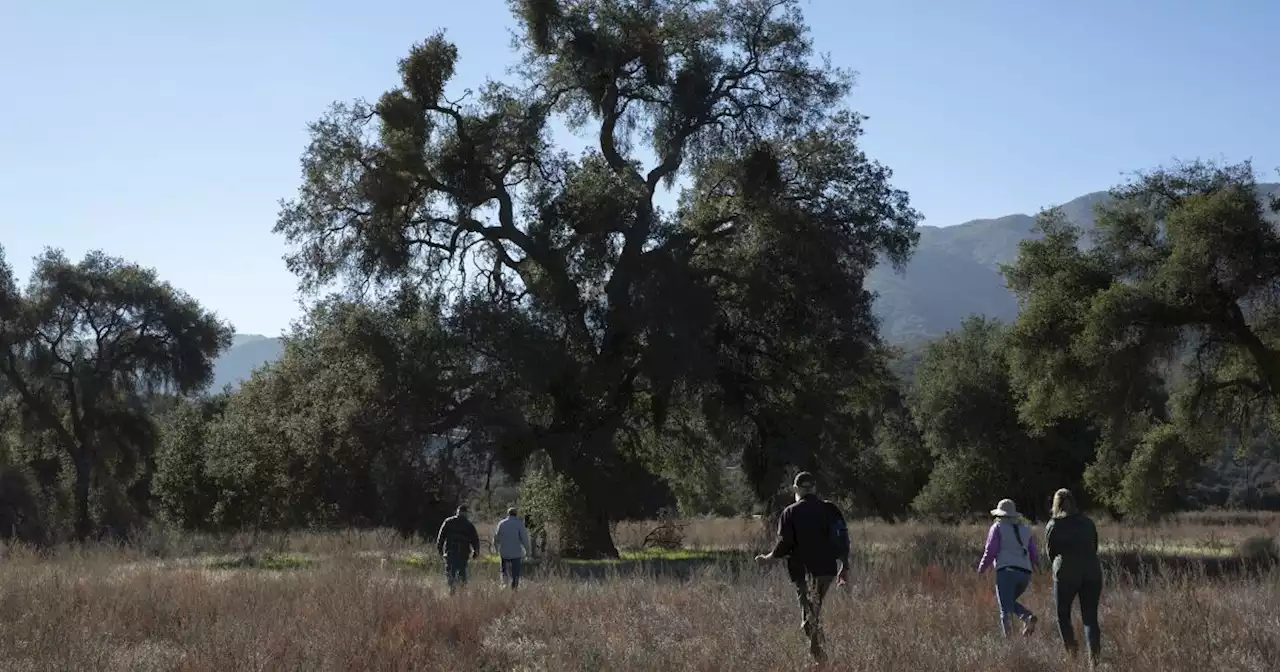 Opinion: California needs its trees and all the benefits they bring