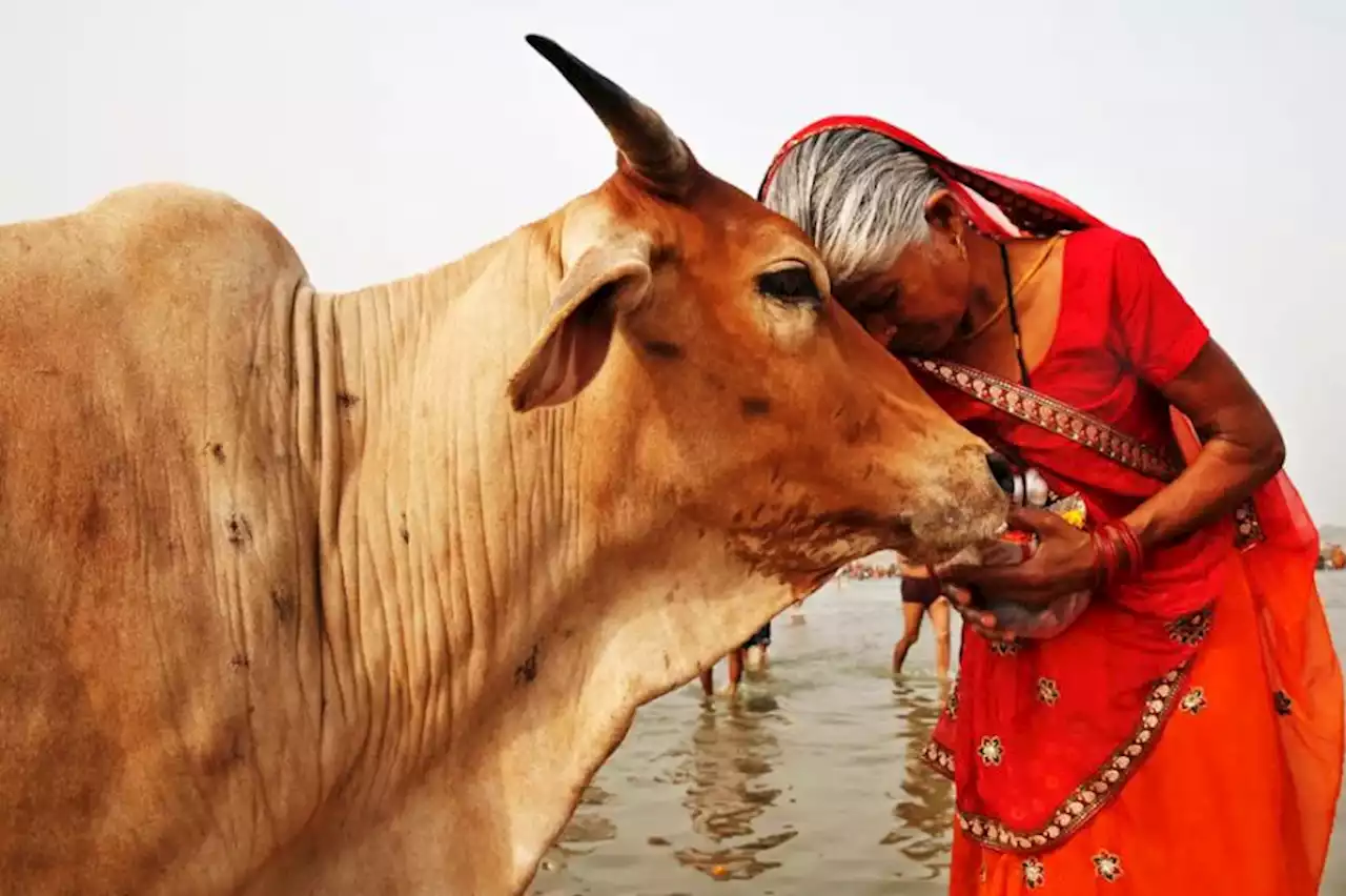 India Ingin Ubah Hari Valentine Jadi Hari Peluk Sapi, Tapi Batal