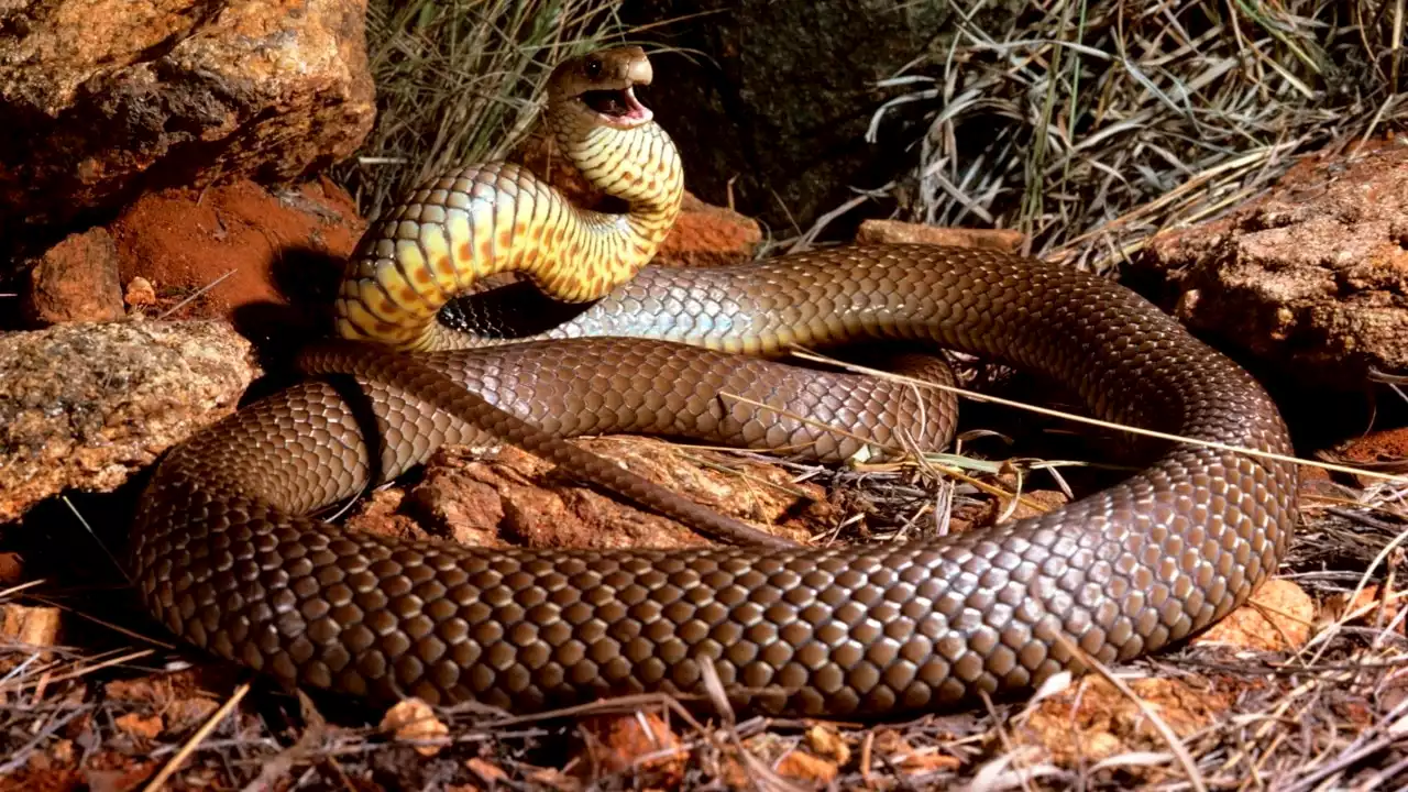 Summer weather enticing snakes across NSW into suburban areas