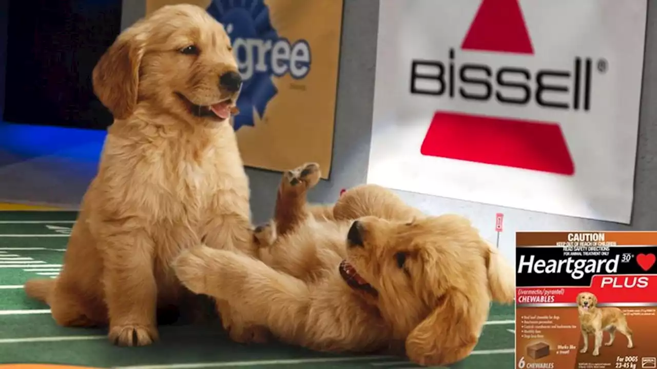 Puppy Bowl Overshadowed By League’s Rampant Heartworm Pill Abuse