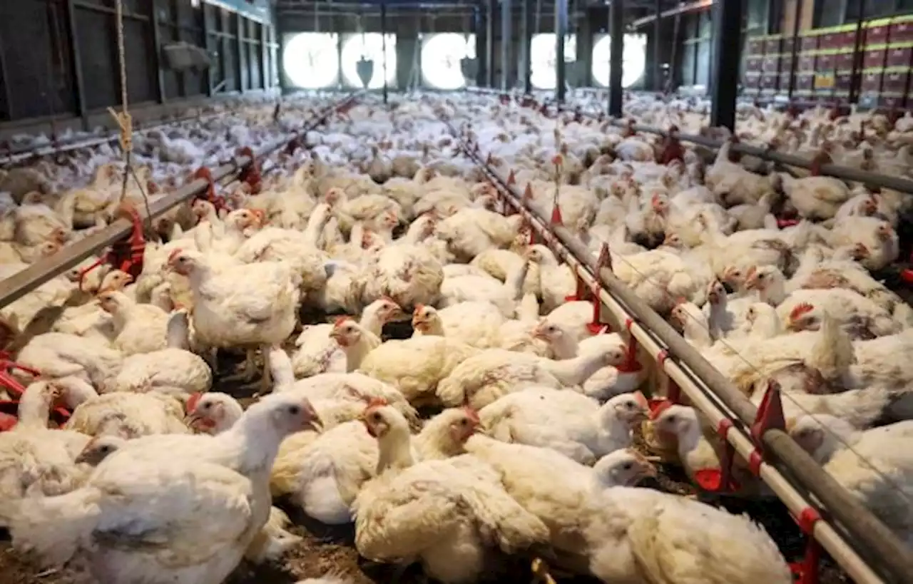 Salur segera subsidi, tubuh lembaga unggas tangani isu bekalan ayam dan telur