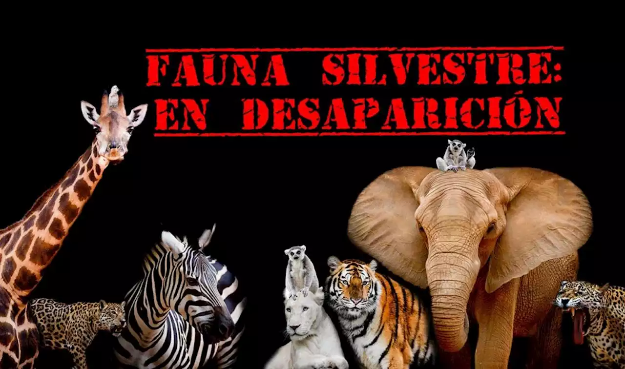 ¡Alerta!: 70% de la fauna silvestre ha desaparecido | UNAM Global