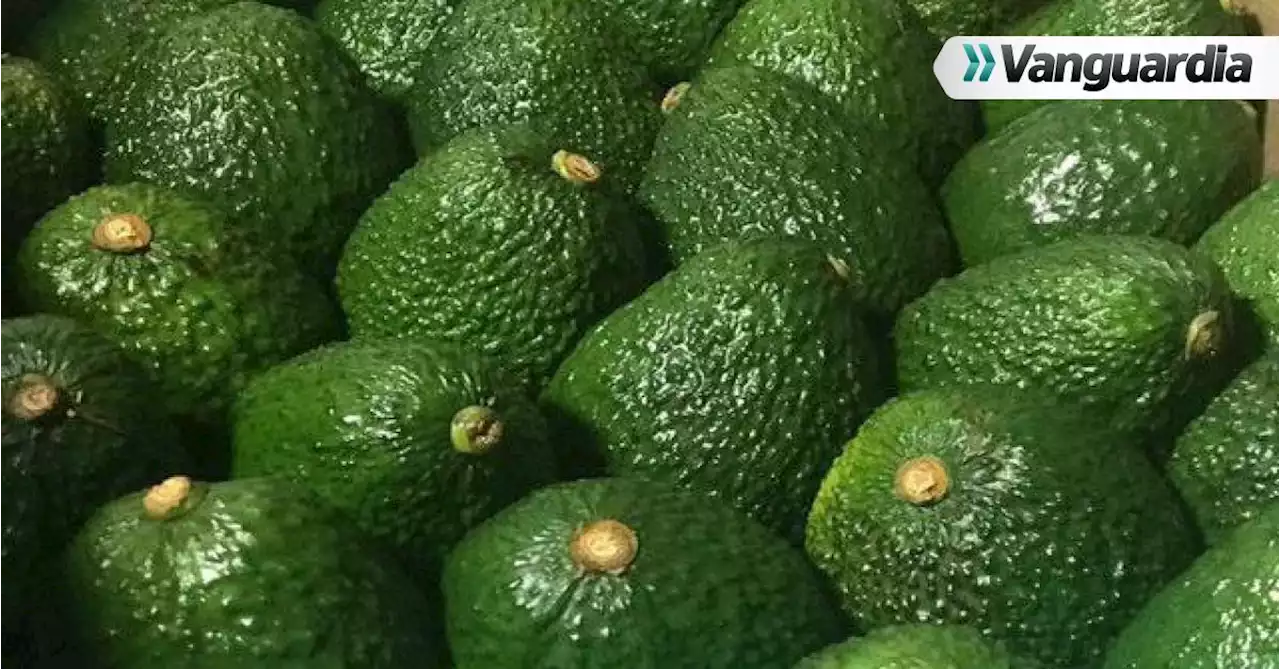 Aguacate colombiano será &#039;estrella&#039; en el Super Bowl en Estados Unidos