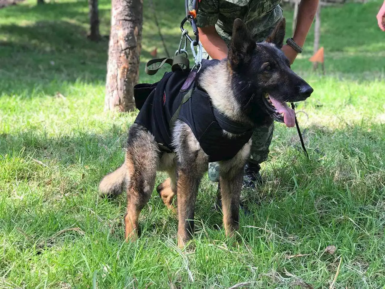 Fallece Proteo, perrito rescatista de la Sedena que laboraba en Turquía