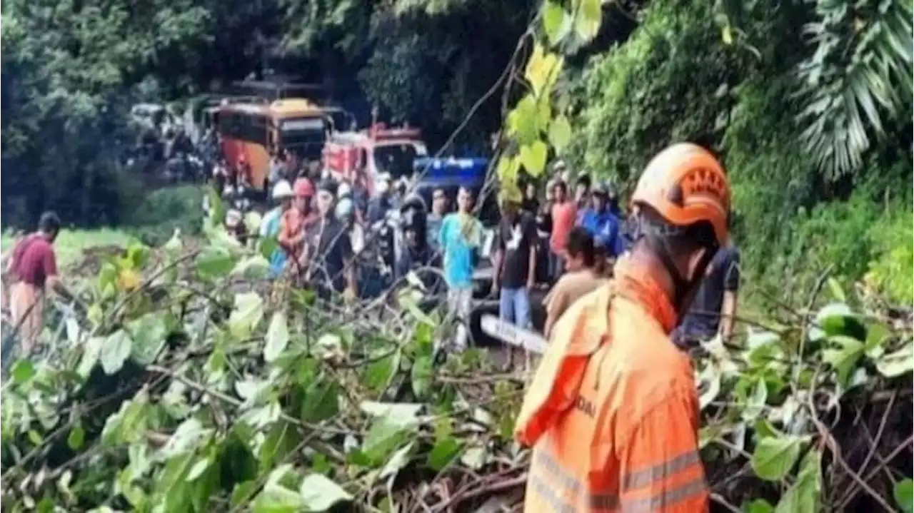 Hujan Angin Tumbangkan Pohon, Jalan Raya Pageruyung-Weleri Kendal Sempat Tertutup