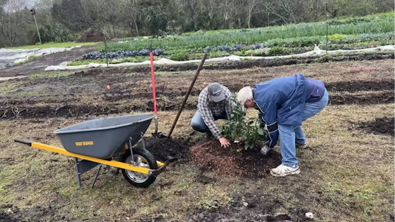 Volunteers plant fruit trees to aid area deemed food desert