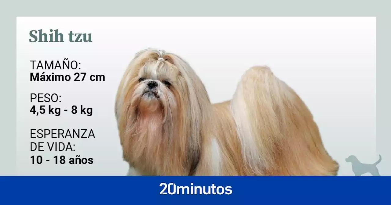 Así es el shih tzu, una raza canina milenaria, de actitud arrogante y con braquicefalia