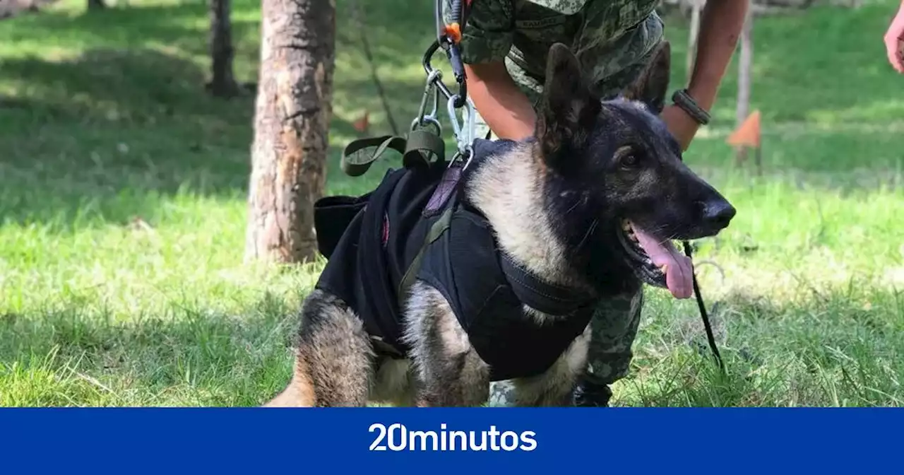 Muere Proteo, uno de los perros rescatistas en el terremoto de Turquía