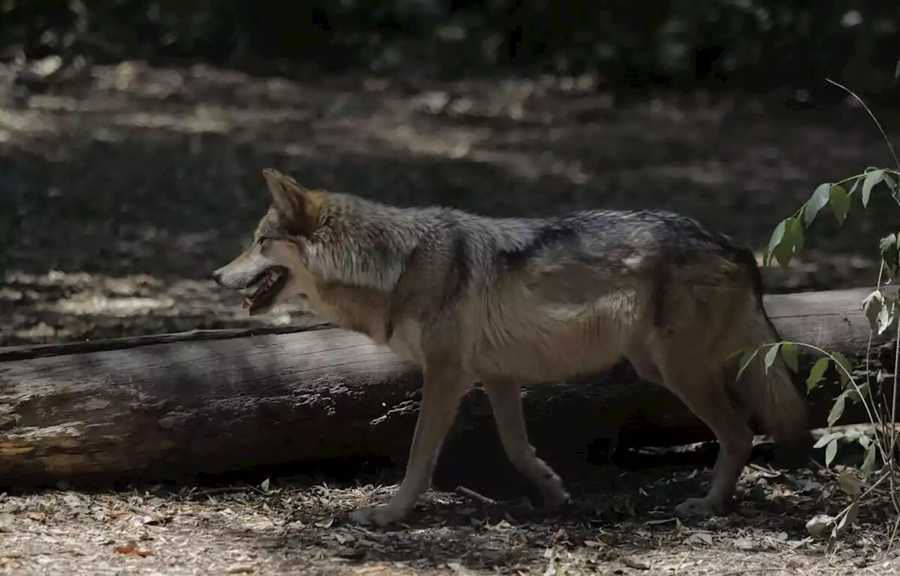 Des expertises confirment la mort d’un loup en Seine-et-Marne