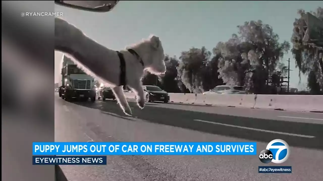 Caught on video: Puppy jumps out of car on 101 Fwy in Woodland Hills, misses oncoming traffic