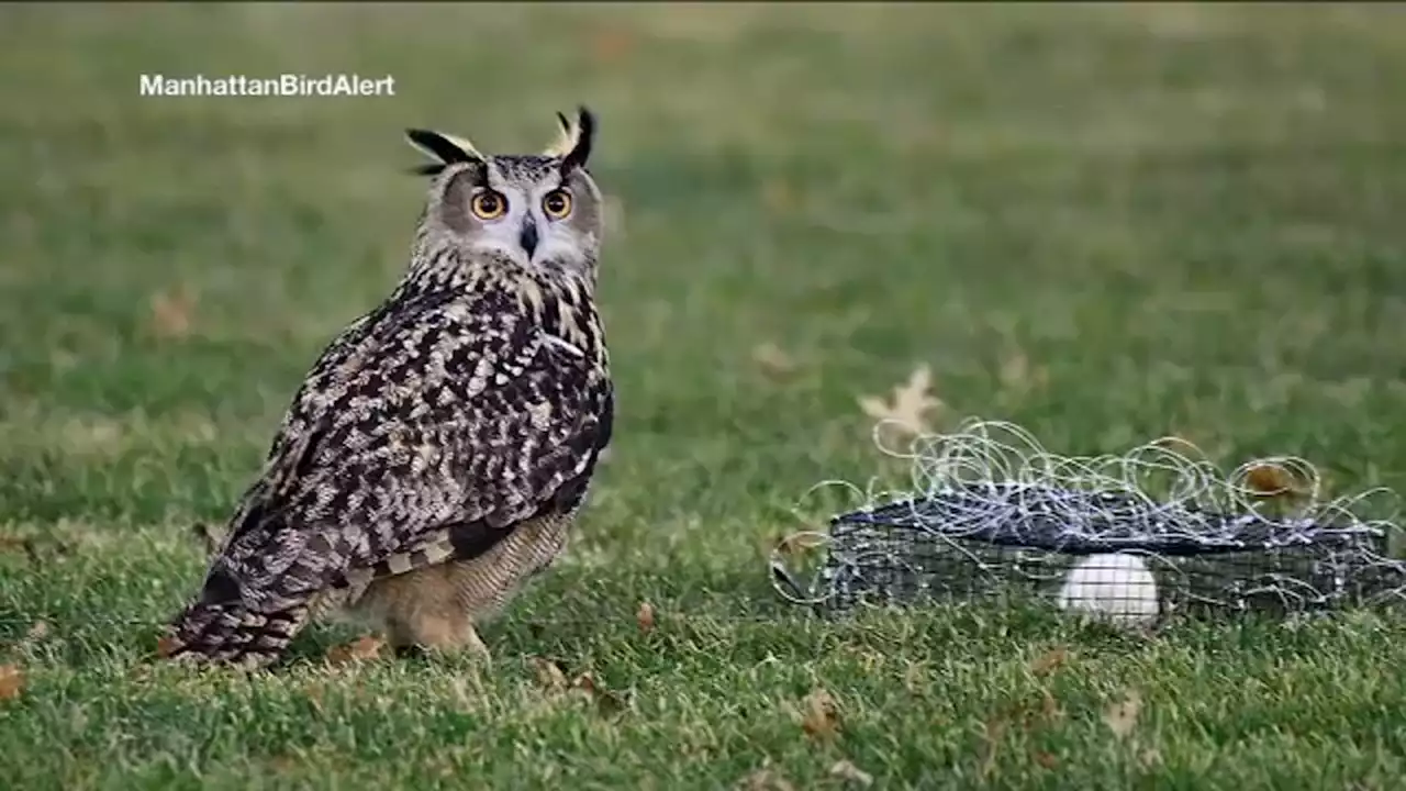 Flaco, escaped Central Park Zoo owl, now hunting his own food in the park