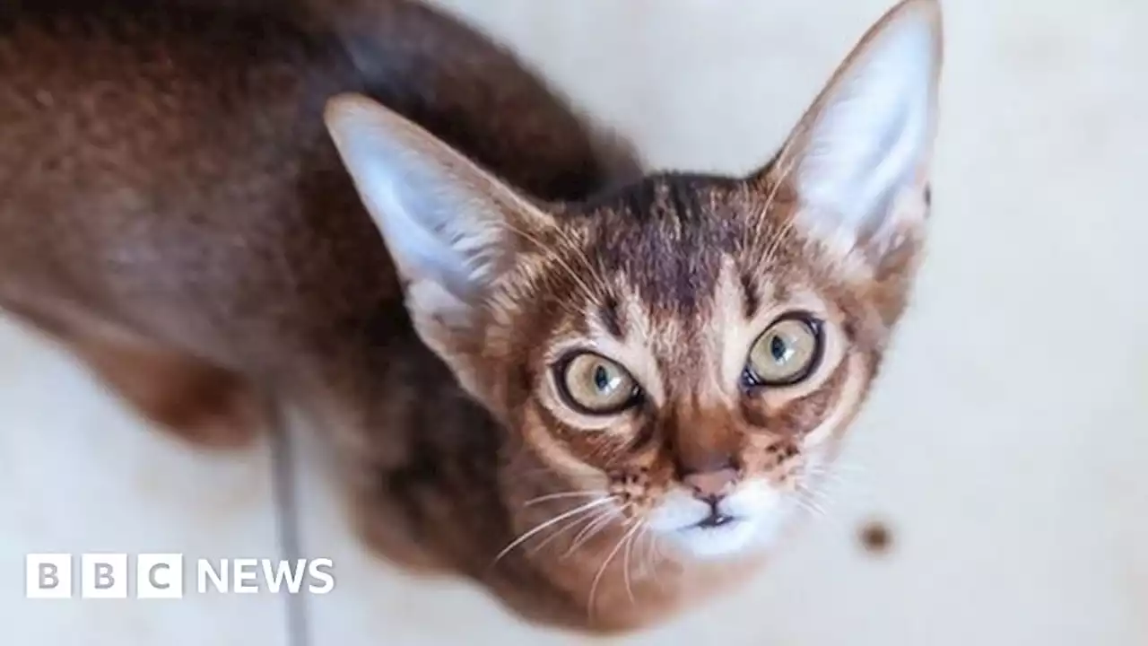 Thousands called animal charity helpline to give up their pets