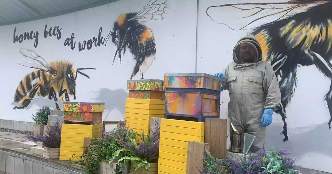 Meet the beekeeper helping Belfast buzz on new TV series