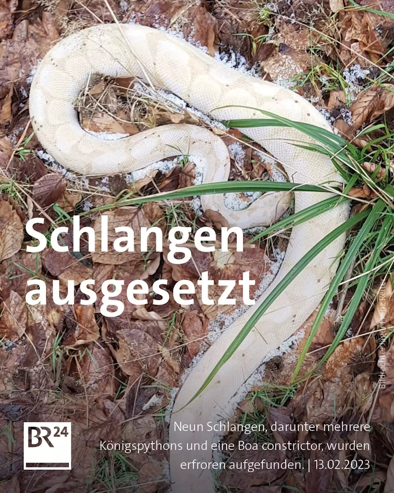 Erfroren im Wald: Exotische Schlangen ausgesetzt