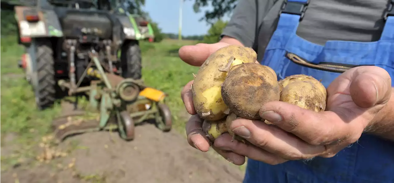 Rekordpreise in Landwirtschaft: Kartoffeln und Co. teuer wie nie