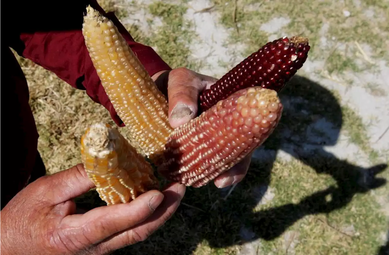 Mexican genetically modified corn spat could affect US sugar trade - BusinessWorld Online