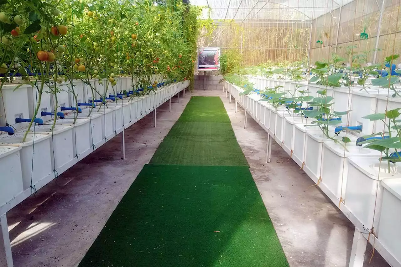 Spurred on by the pandemic, hydroponics farming thrives - BusinessWorld Online