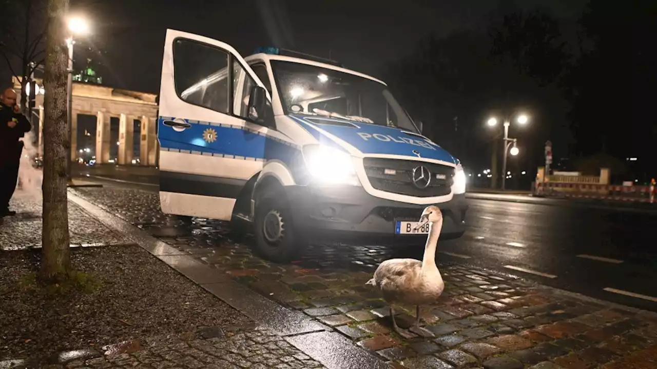 Polizisten retten Schwan am Brandenburger Tor