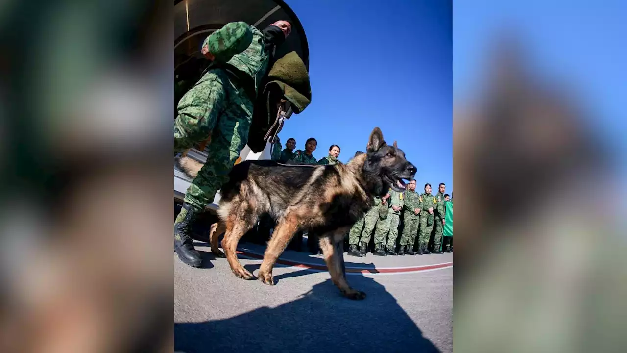 México anuncia que Proteo, un perro del Ejército, falleció en su misión de rescate en Turquía