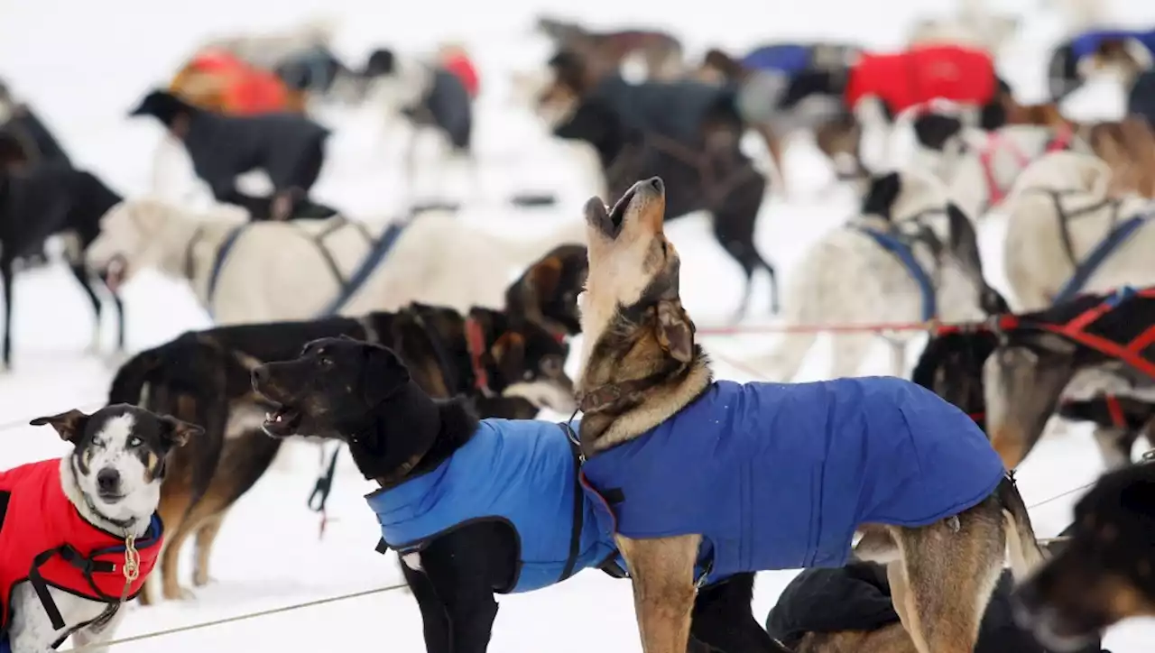 Call of the wild? Hungarian research explores why your dog is prone to howling