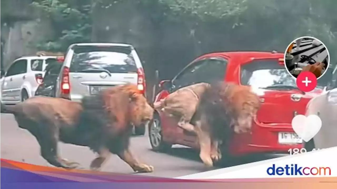 Mobil Diseruduk Singa sampai Kaca Lampu Pecah, Febrian 'Menolak' Damai