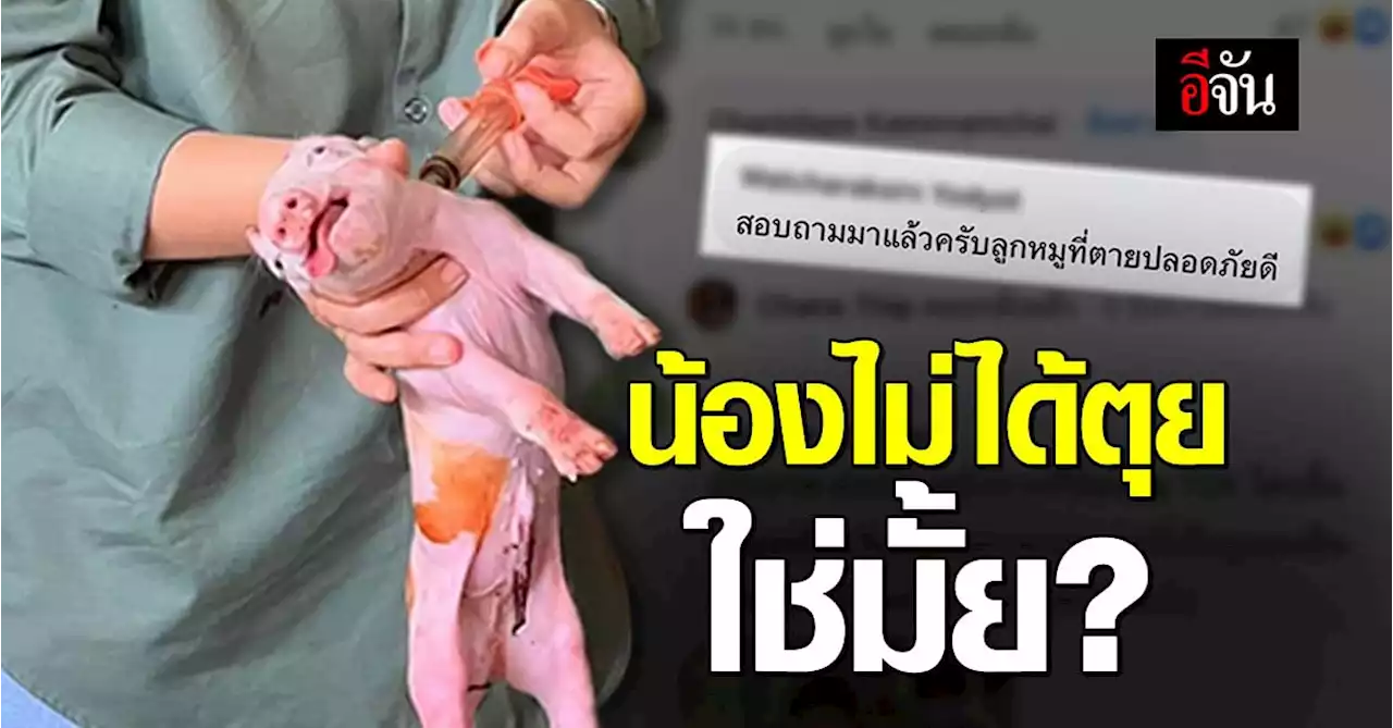 ยังอยู่ใช่ไหม นศ. ต้องเช็กซ้ำ เมื่อ น้องหมู แกล้งตาย ระหว่างคาบเรียน