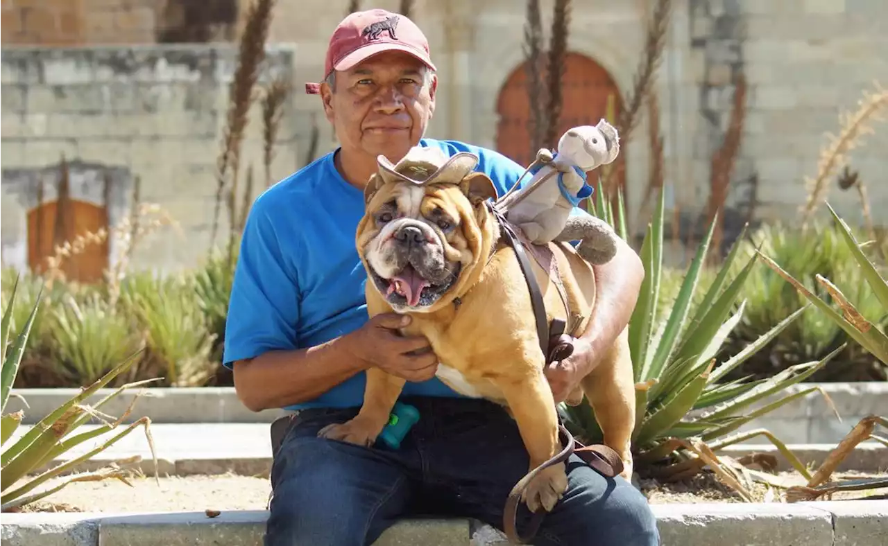 Baloo, el perro terapeuta que ayuda a lomitos