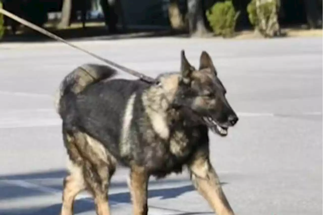 Terremoto en Turquía: murió Proteo, uno de los perros rescatistas mexicanos