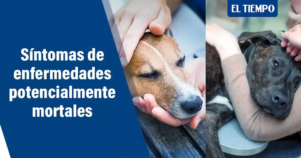 Estas son algunas de las enfermedades potencialmente mortales en perros