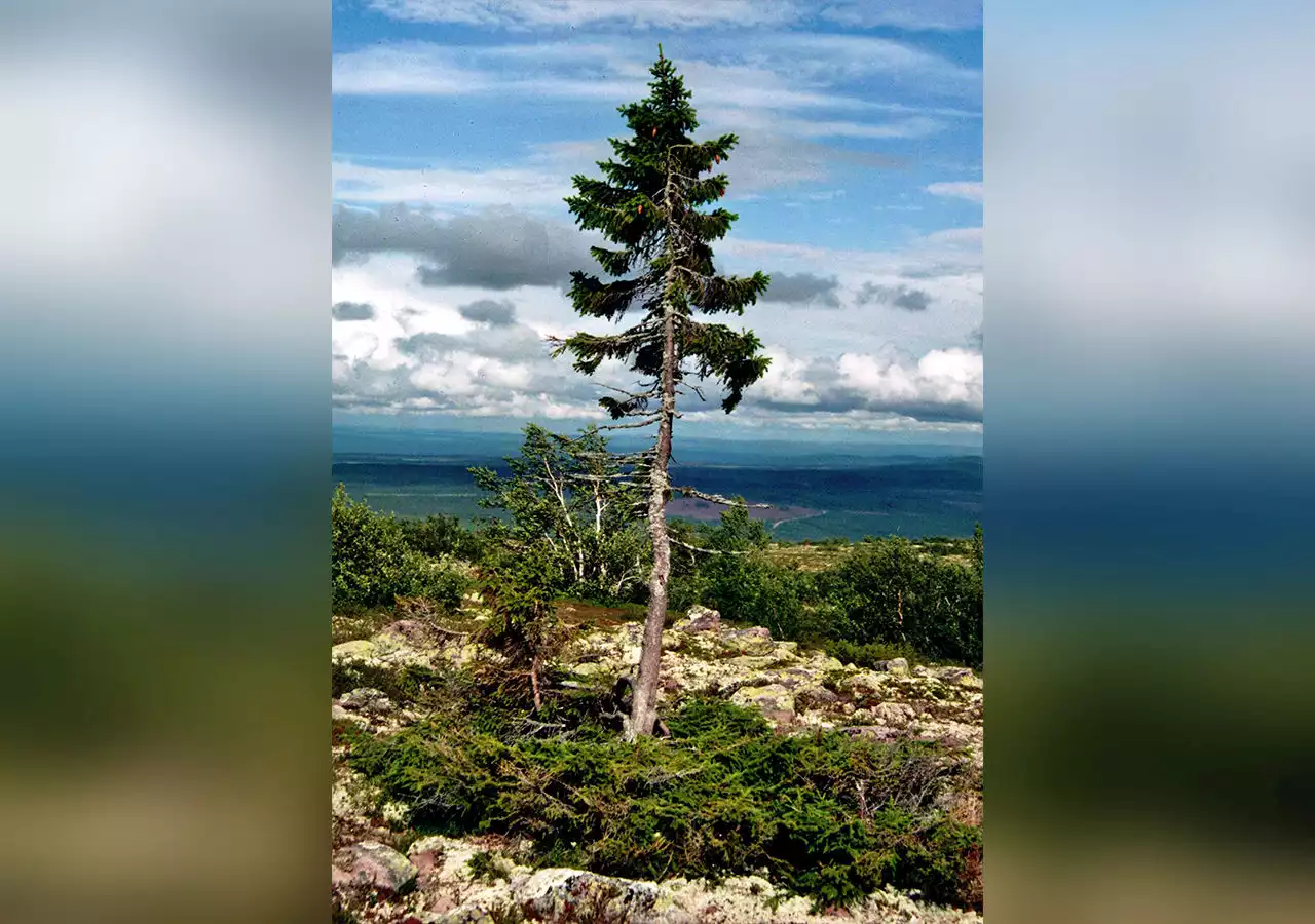 Världens äldsta träd har gått av. Old Tjikko har blivit en meter kortare.