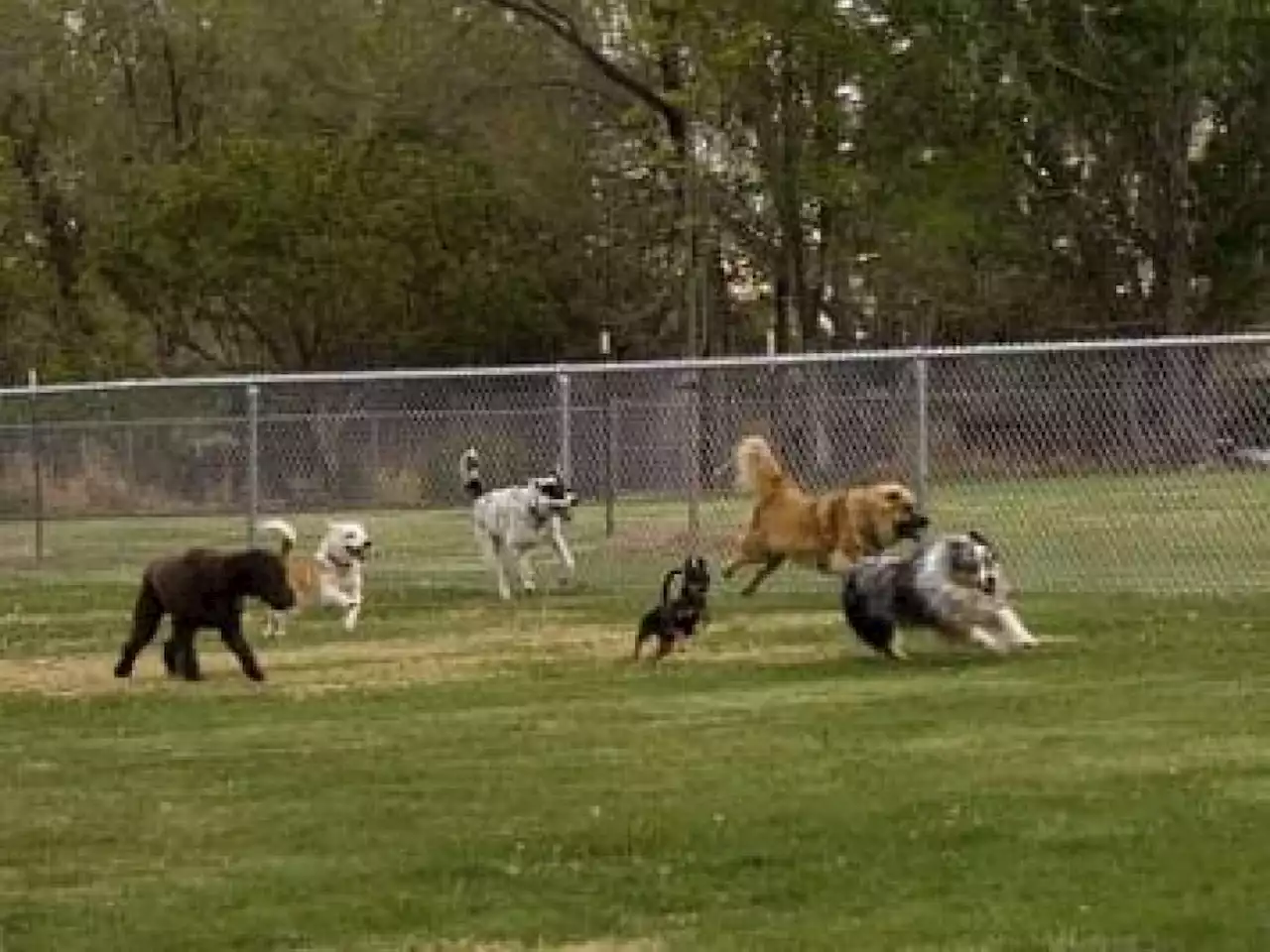 Ladri di cani: che succede a Roma