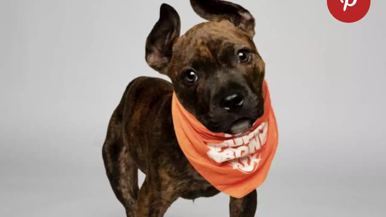 See video of Indiana's Puppy Bowl superstar, Little Mighty, with new owner