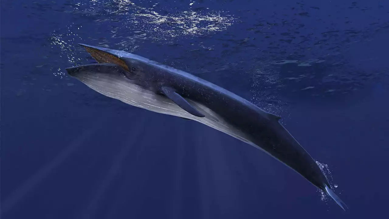 10 incredible facts about the largest animal on Earth – the blue whale