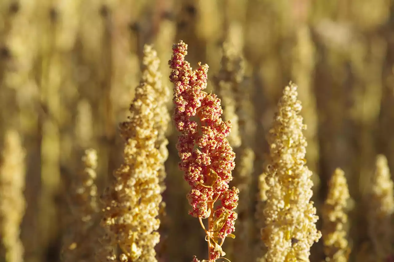 Quinoa met een Belgisch smaakje: goed voor boer en planeet