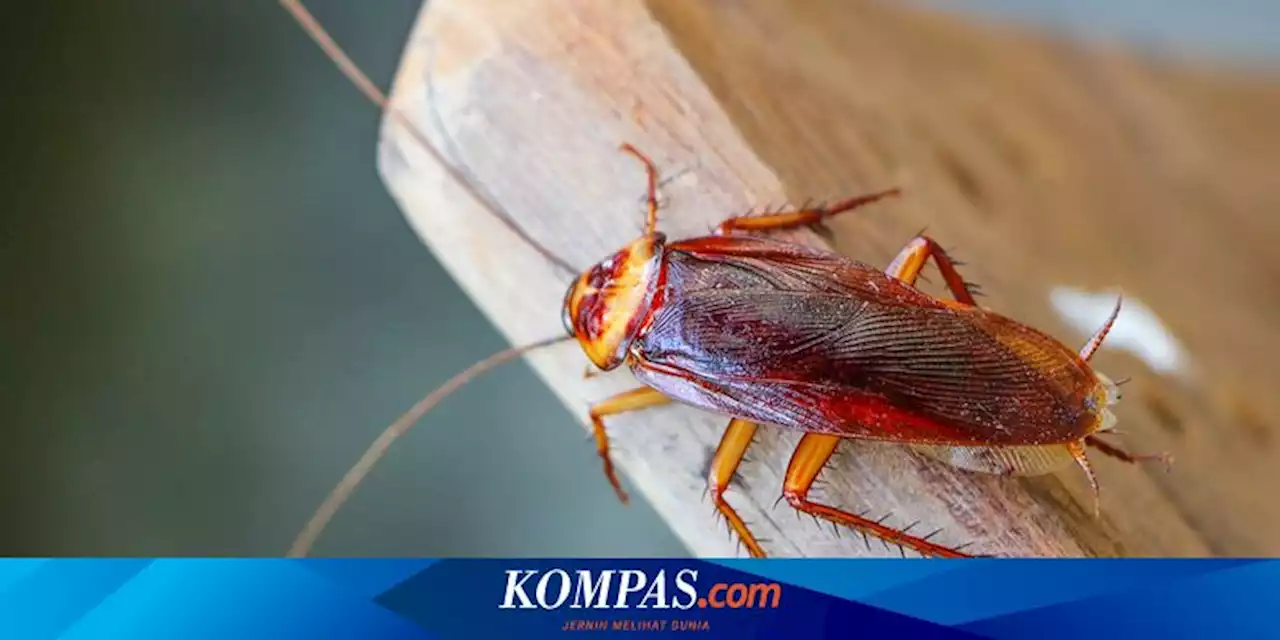 7 Penyebab Kecoak Muncul Tiba-tiba di Dalam Rumah