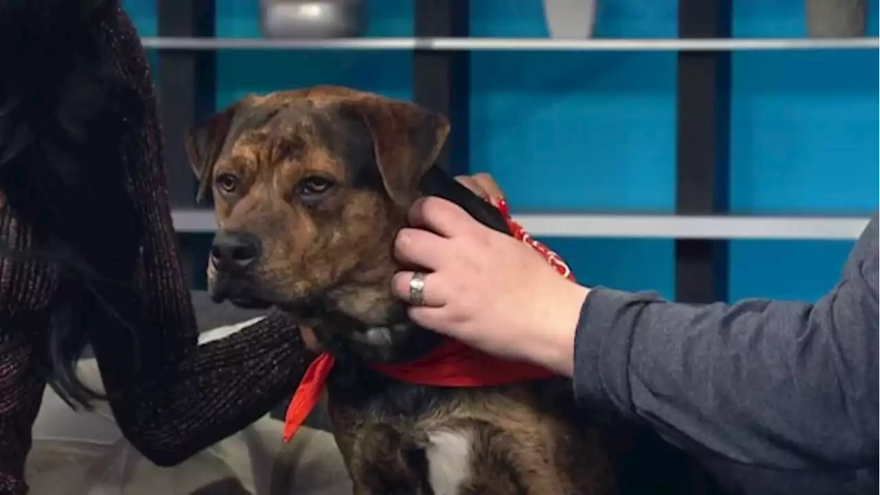 KPRC 2 Pet Project: Meet Degrassi, a pup looking for her forever Valentine