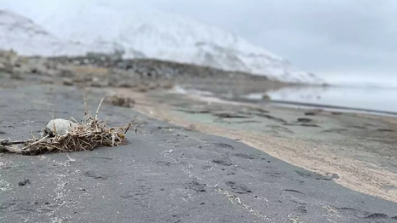 Biologist explains why visitors are finding dead birds at Great Salt Lake shoreline