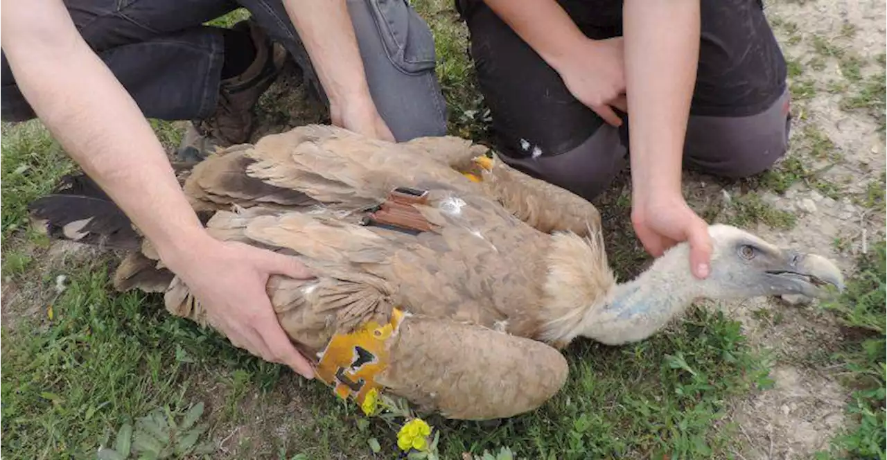 60 millones de aves mueren cada año en España por la acción humana